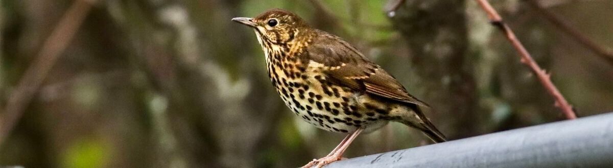 [paste advice page name here]